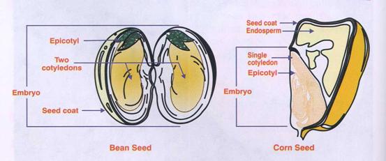 seedling clip art. Bean+seedling+diagram